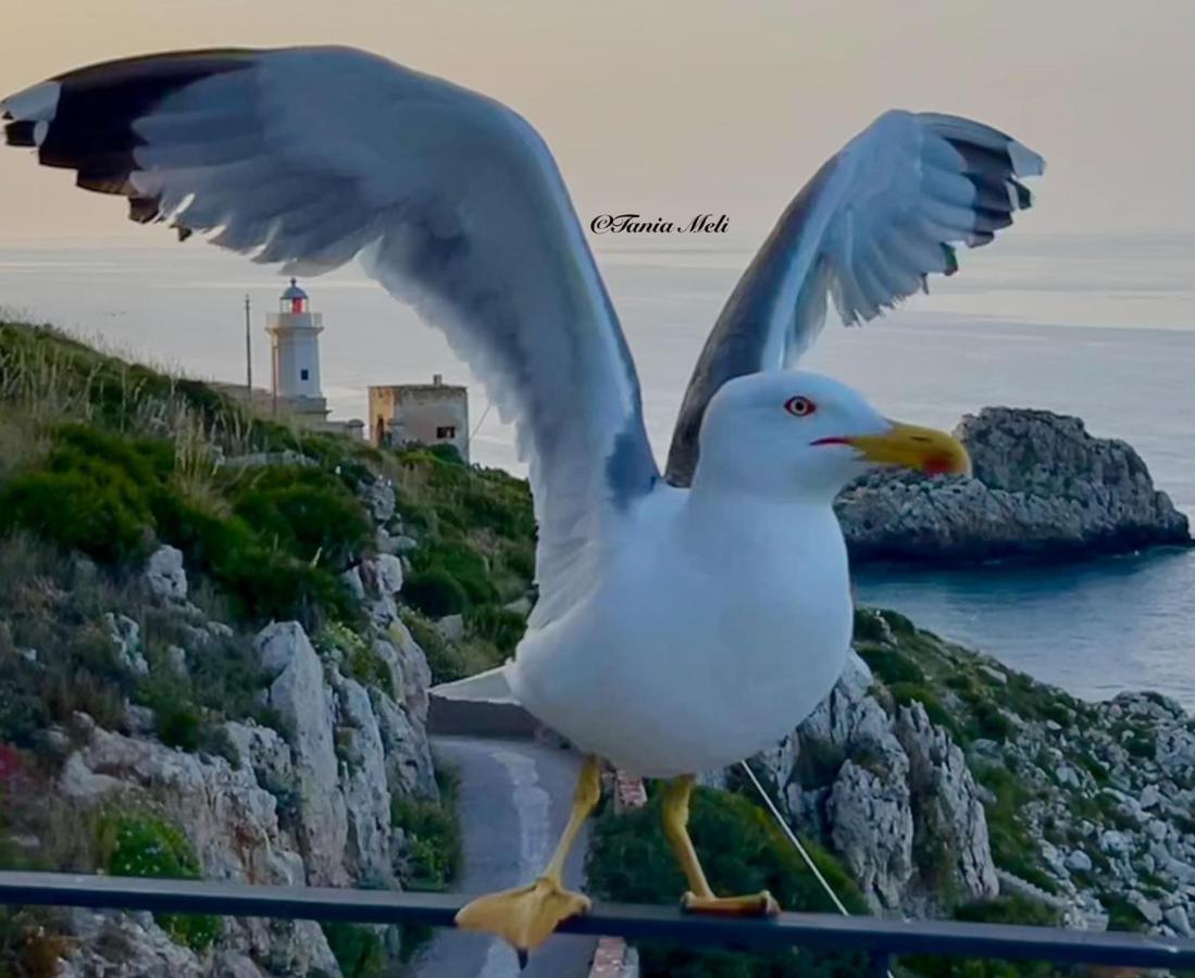 La Casetta Di Maria Apartment ซานตาฟลาวิอา ภายนอก รูปภาพ